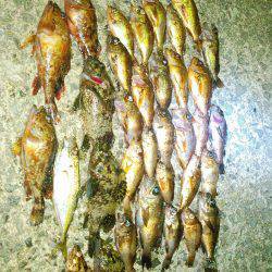 メバルげっとん